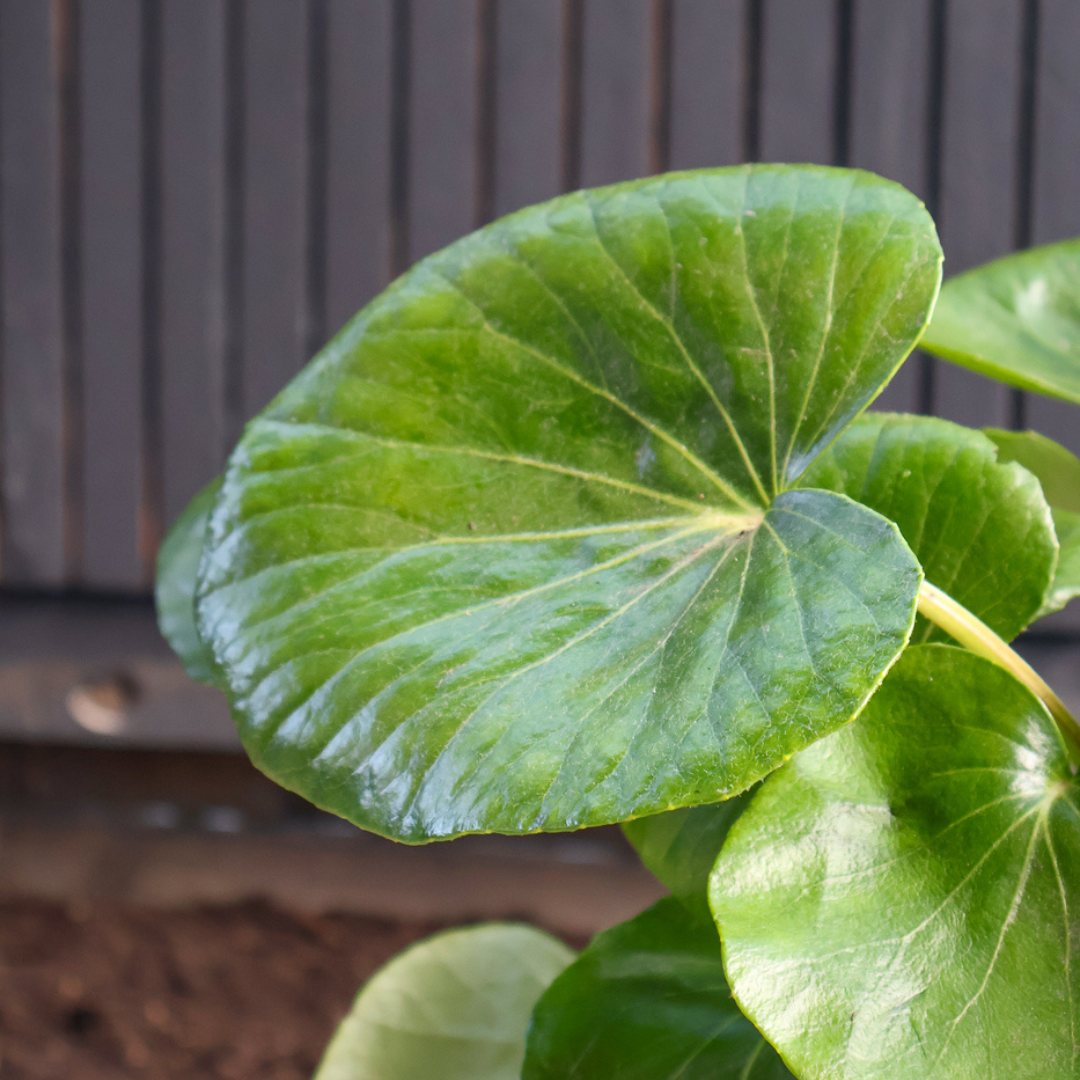 Structured Foliage