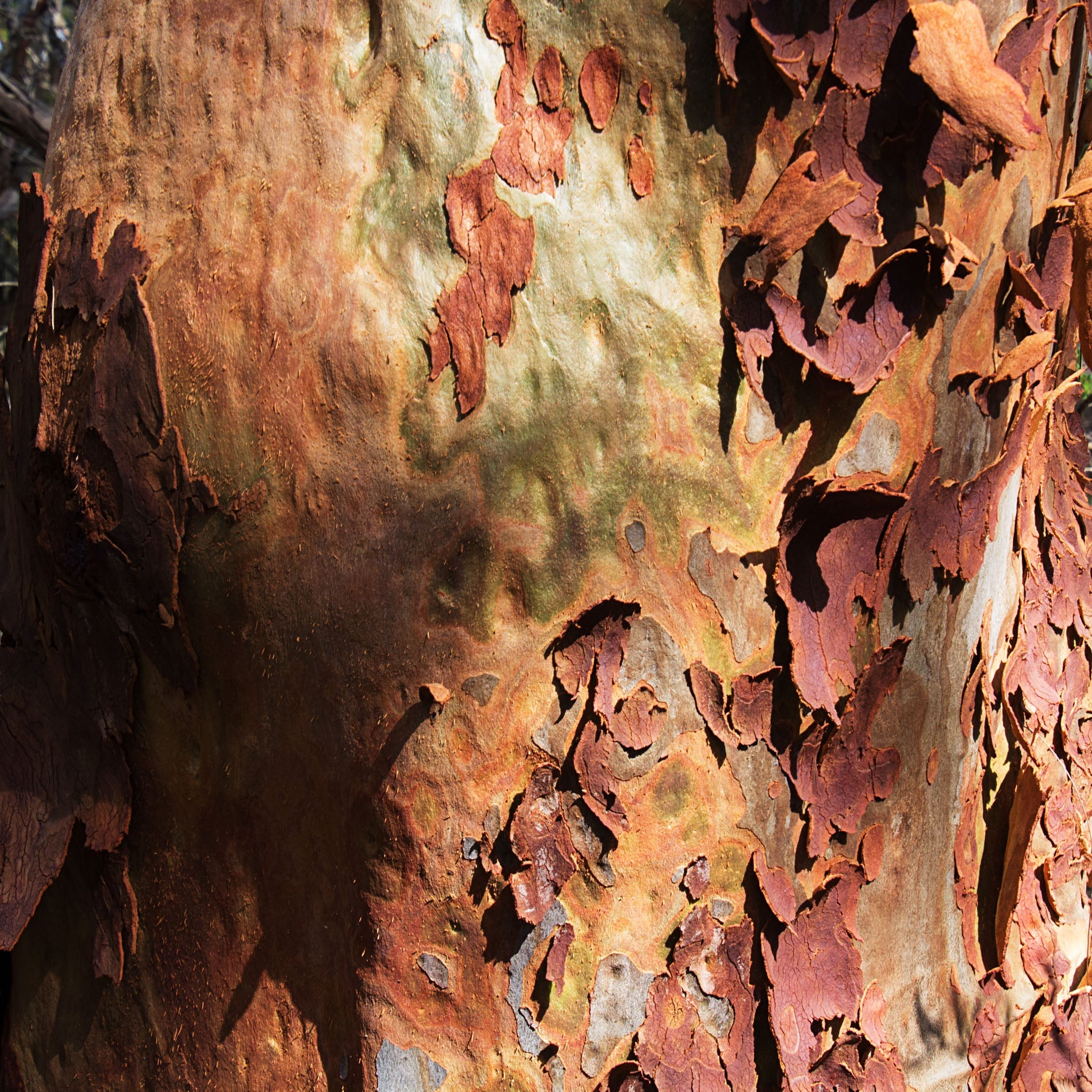 Gum Trees