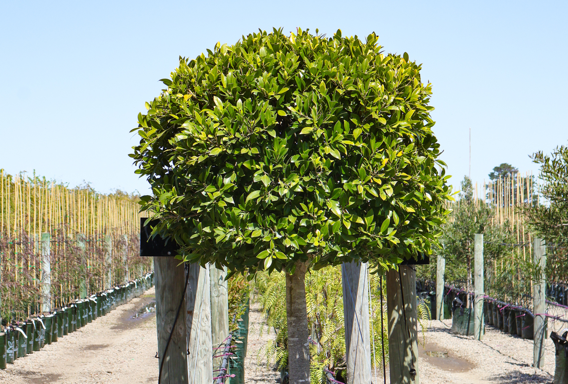 Topiary Trees