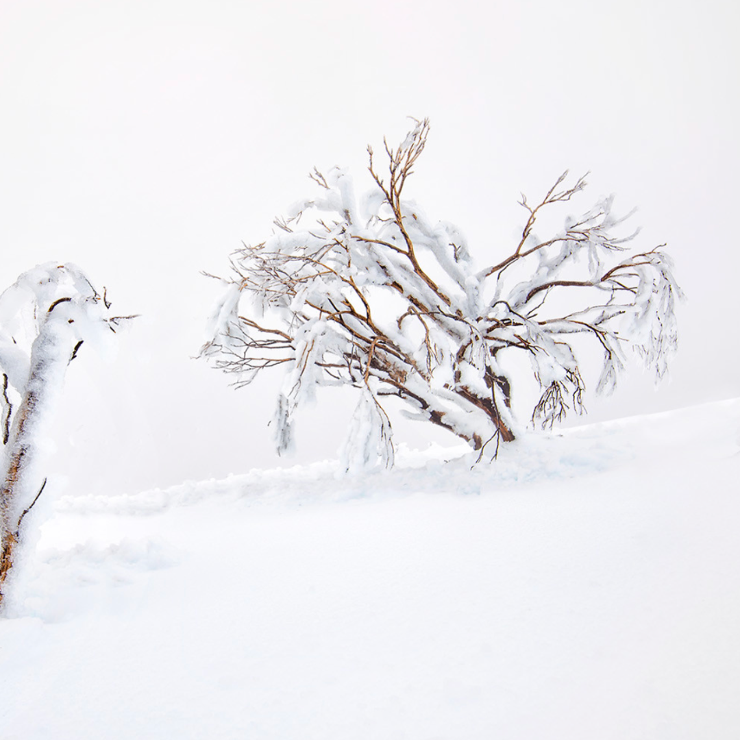 Frost Tolerant Trees