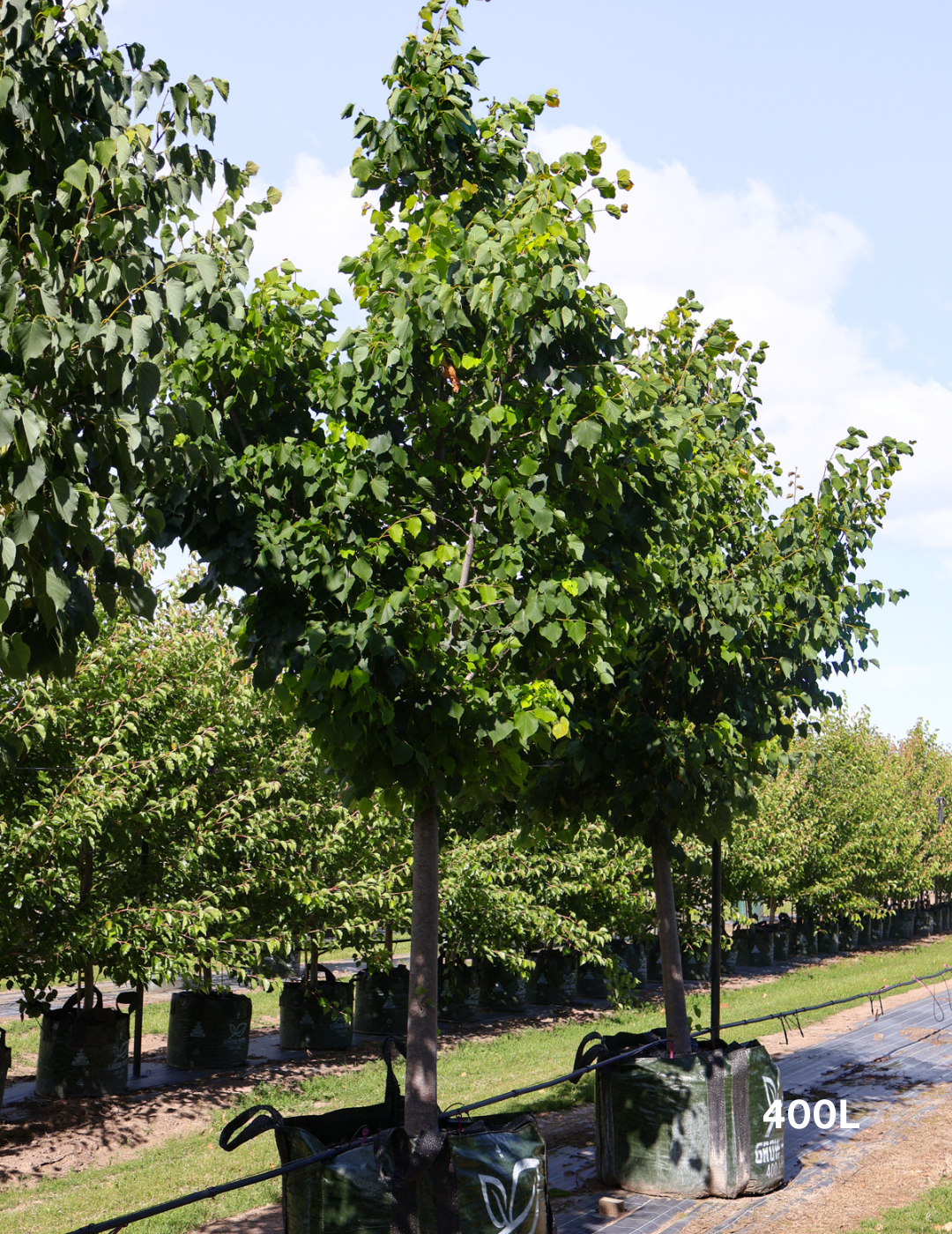 Tilia Cordata - Evergreen Trees Direct