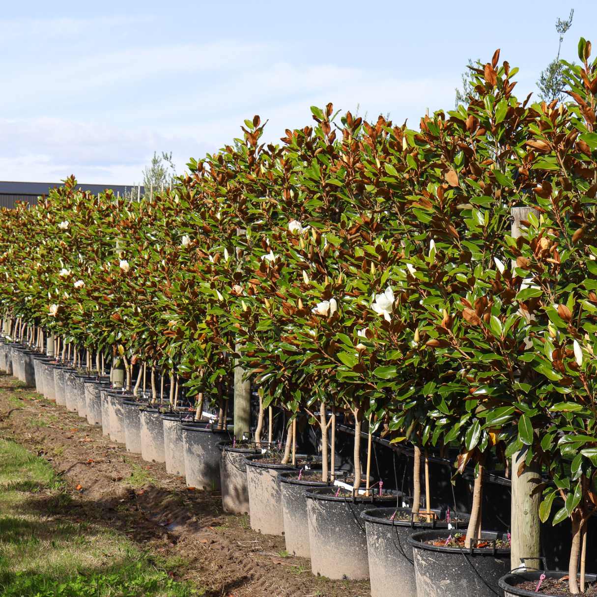 Magnolia grandiflora 'Sweet 'n' Neat'