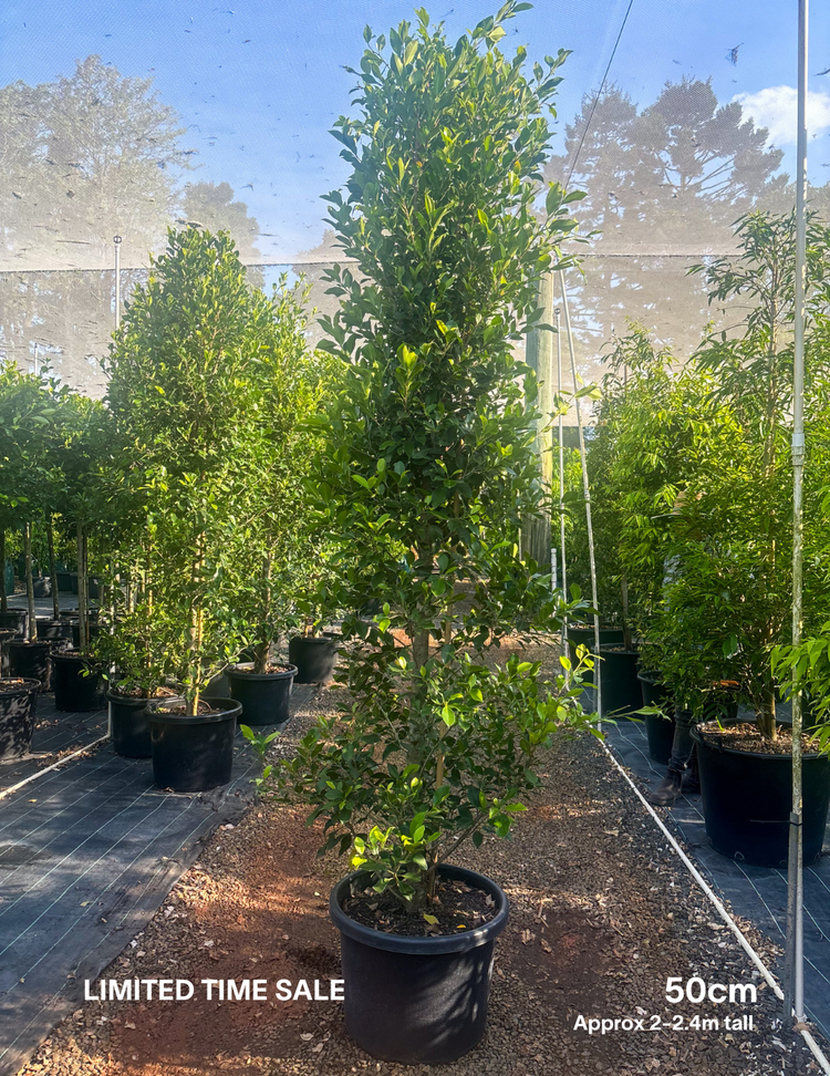 Ficus Hillii Flash