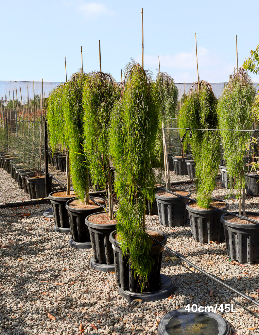 Acacia cognata 'Waterfall' Standard - Wattle - Evergreen Trees Direct