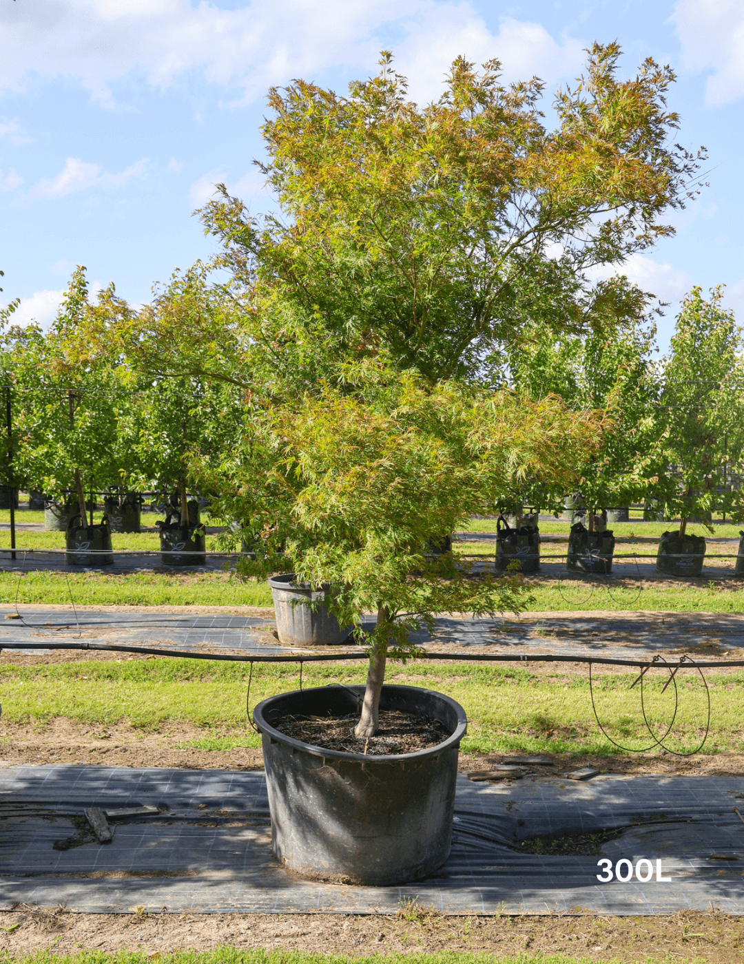 Acer palmatum dissectum 'Seiryu' (Japanese Maple)