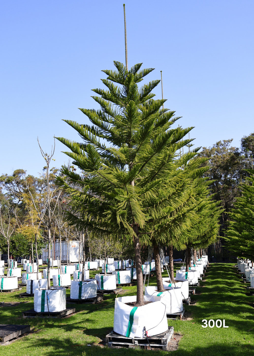 Araucaria columnaris - Evergreen Trees Direct