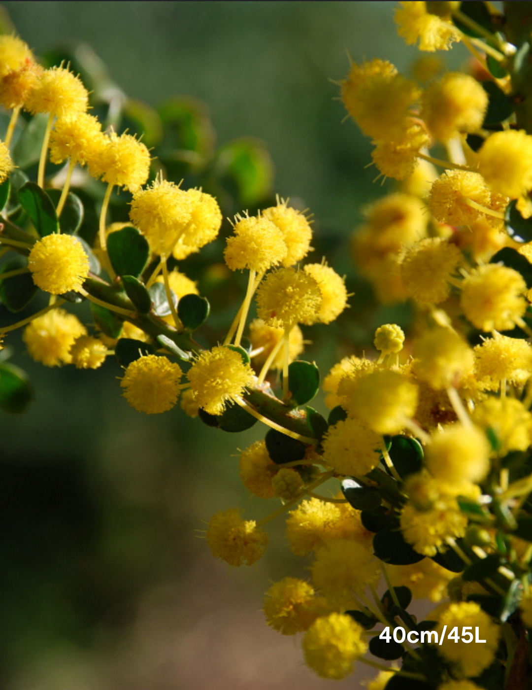 Acacia acinacea - Evergreen Trees Direct