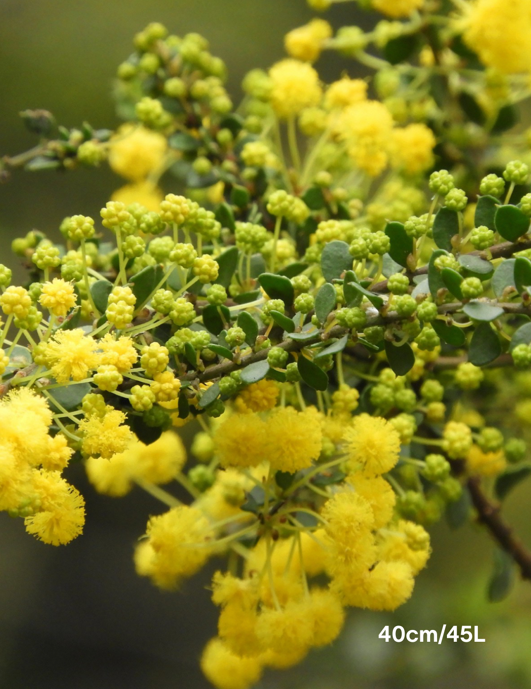 Acacia acinacea - Evergreen Trees Direct