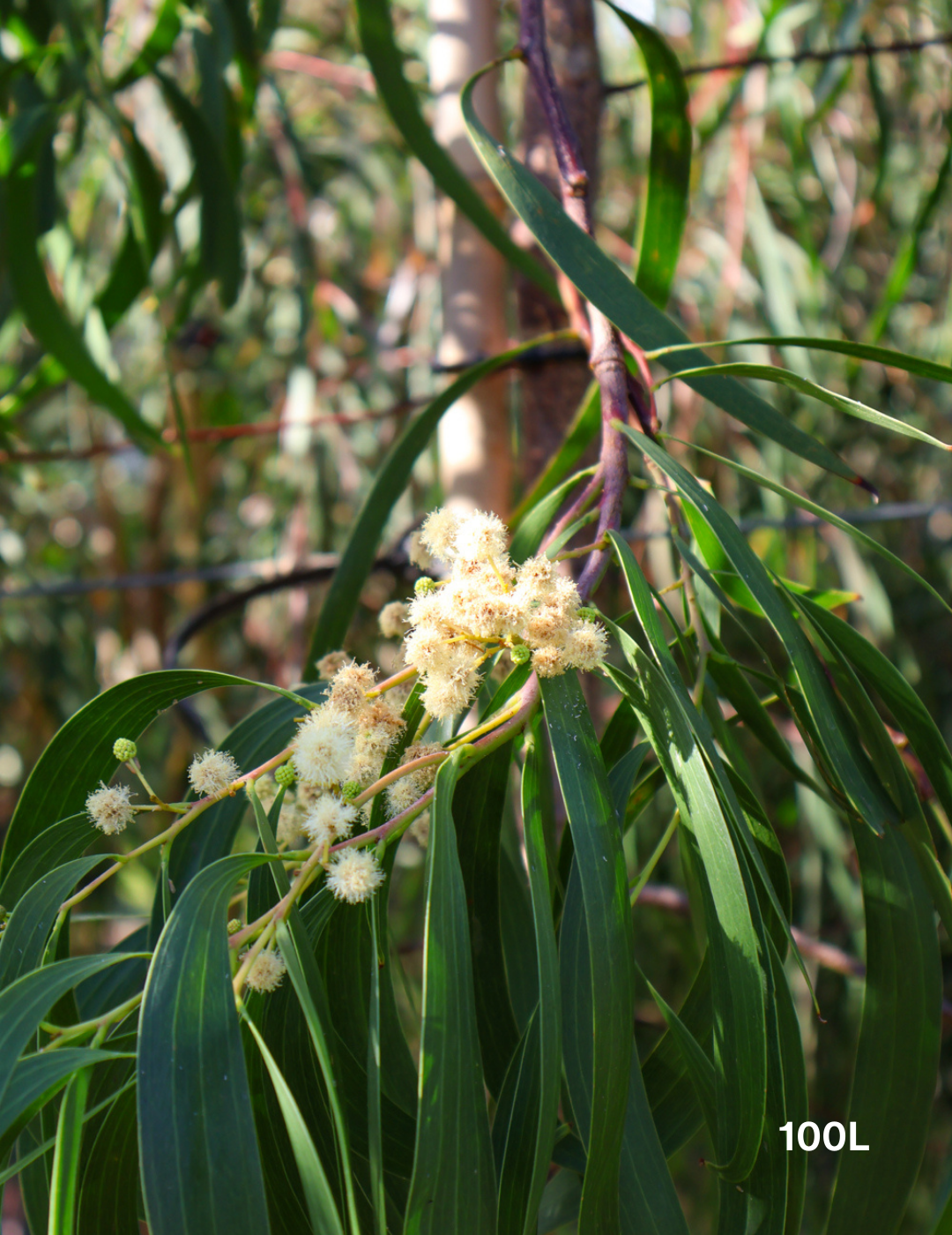 Acacia Implexa - Evergreen Trees Direct