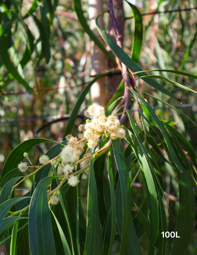 Acacia Implexa