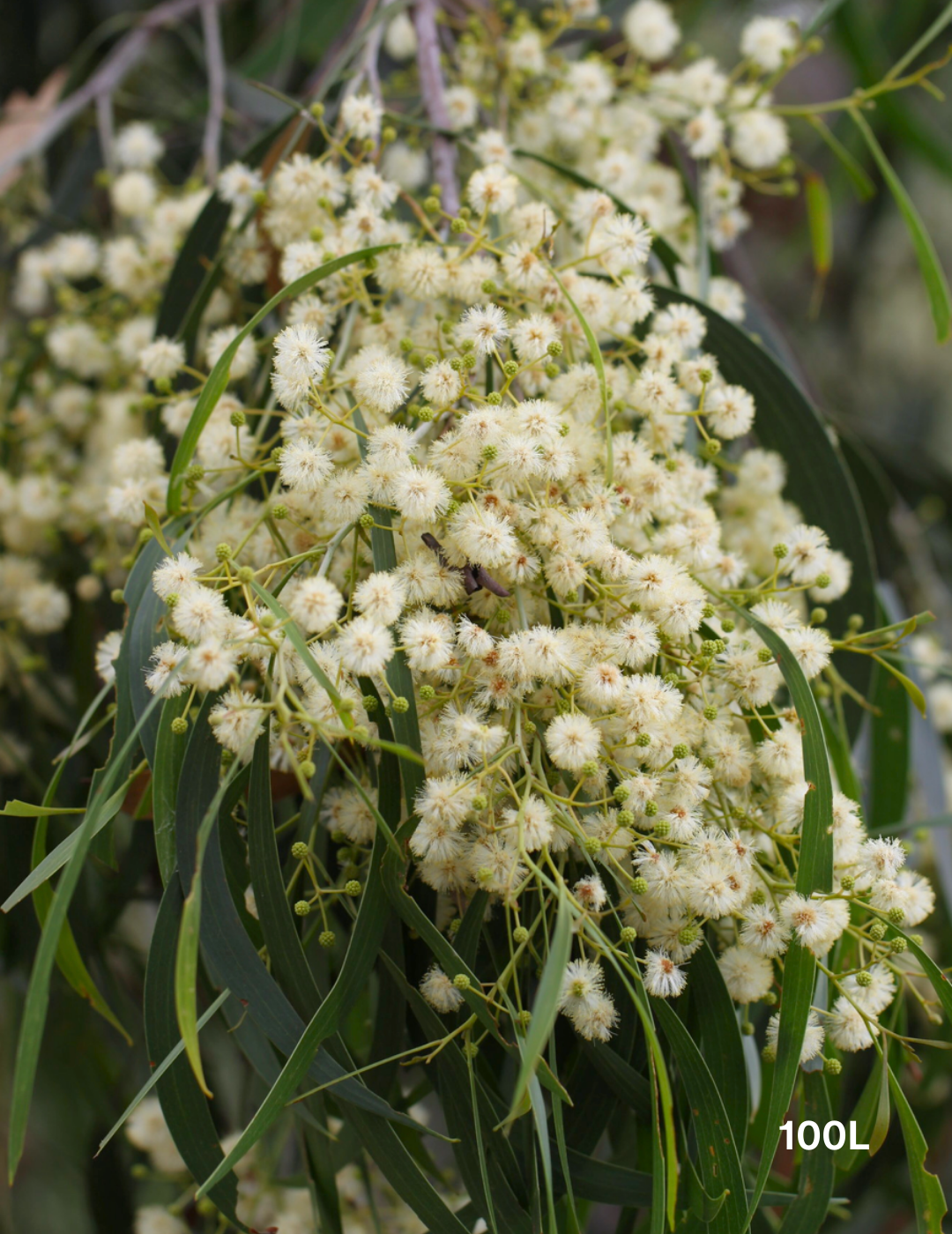 Acacia Implexa