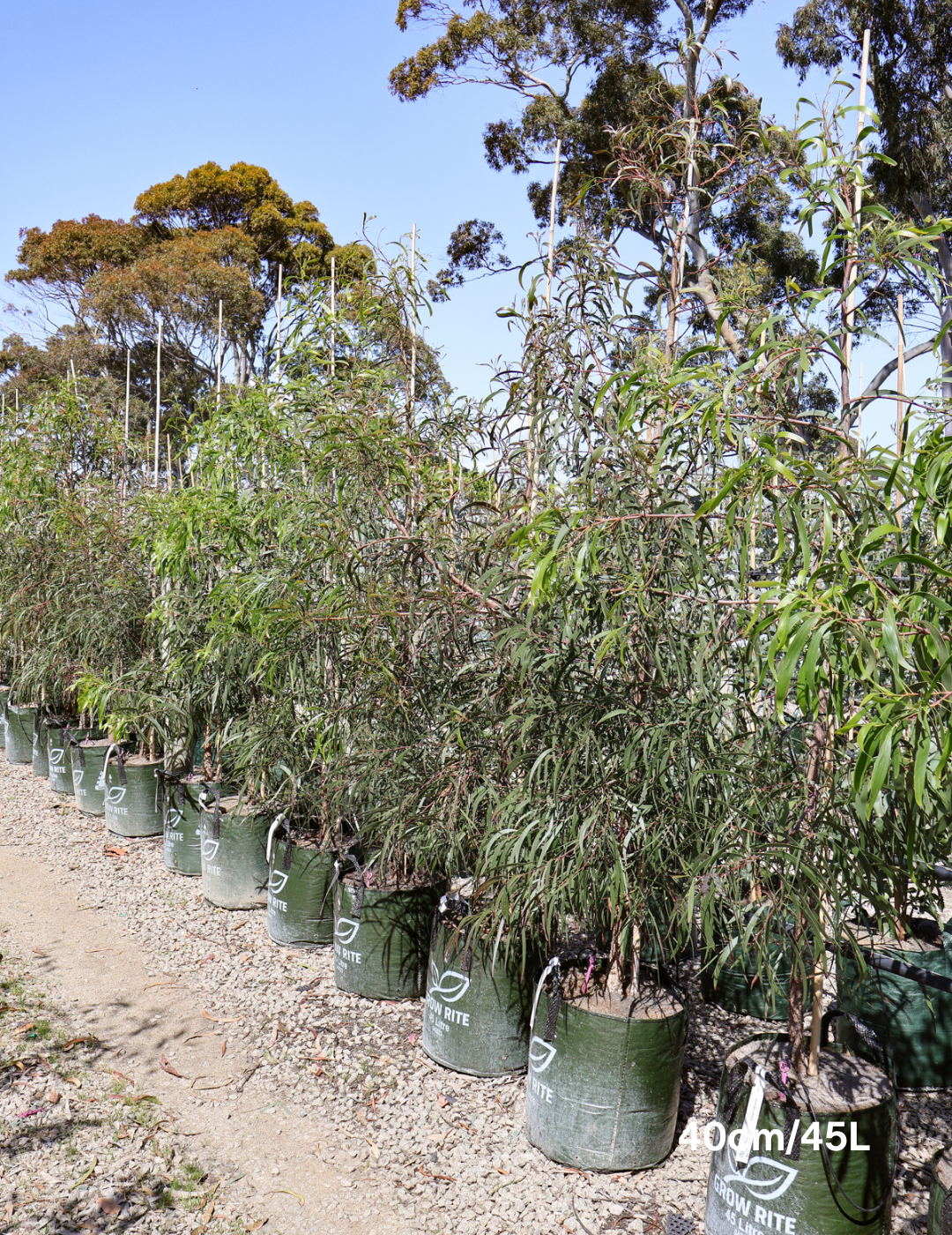 Acacia Implexa - Evergreen Trees Direct