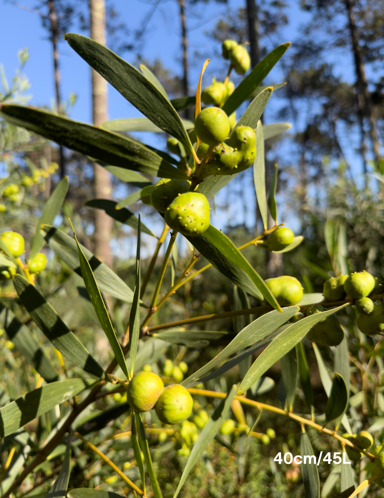 Acacia Longifolia (Sydney Golden Wattle)