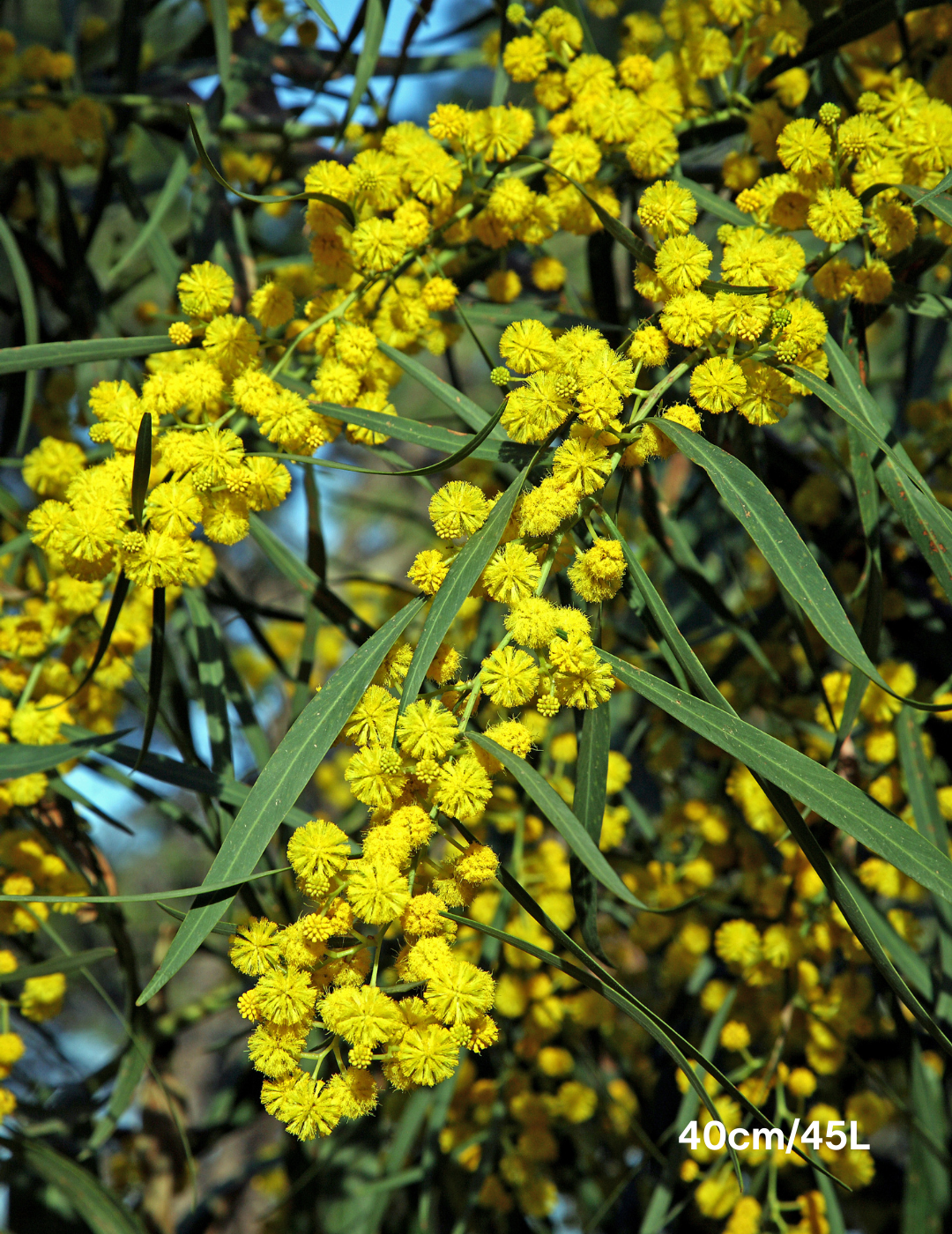 Acacia Longifolia (Sydney Golden Wattle) - Evergreen Trees Direct