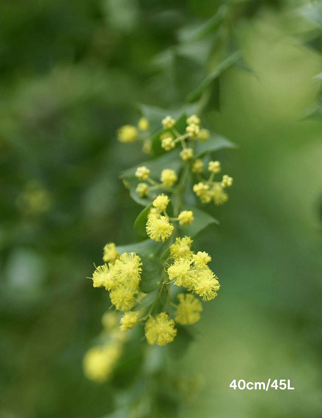 Acacia pravissima - Evergreen Trees Direct