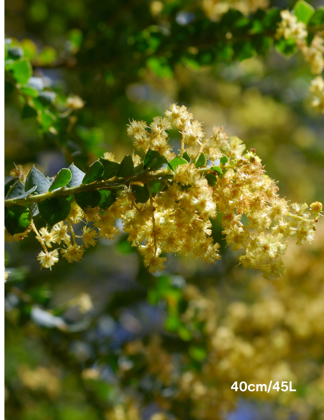 Acacia pravissima - Evergreen Trees Direct