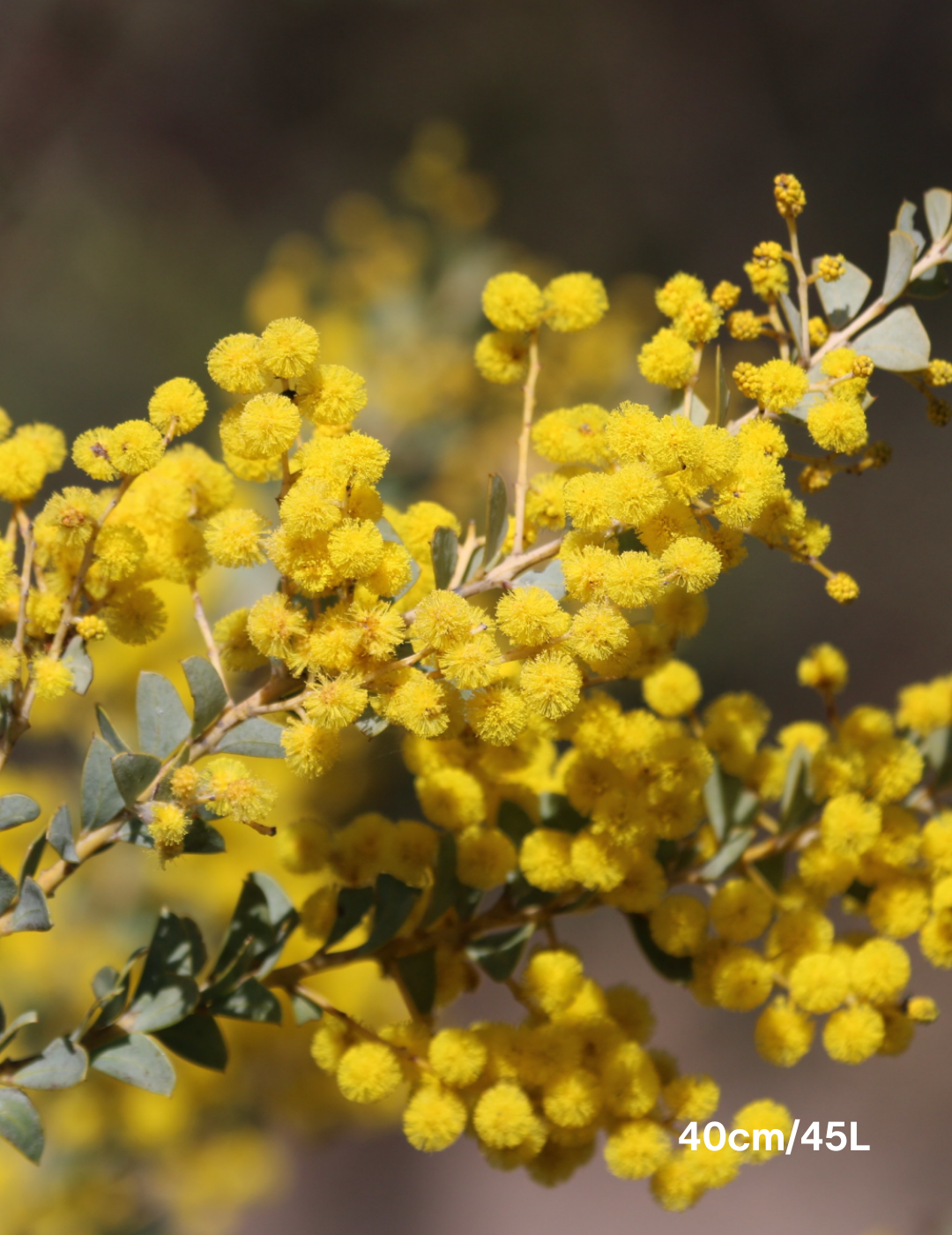 Acacia pravissima - Evergreen Trees Direct