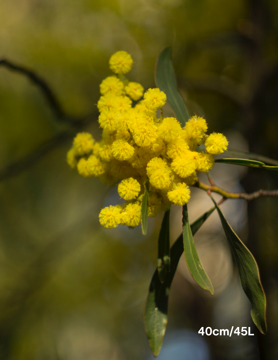 Acacia pycnantha - Golden Wattle - Evergreen Trees Direct