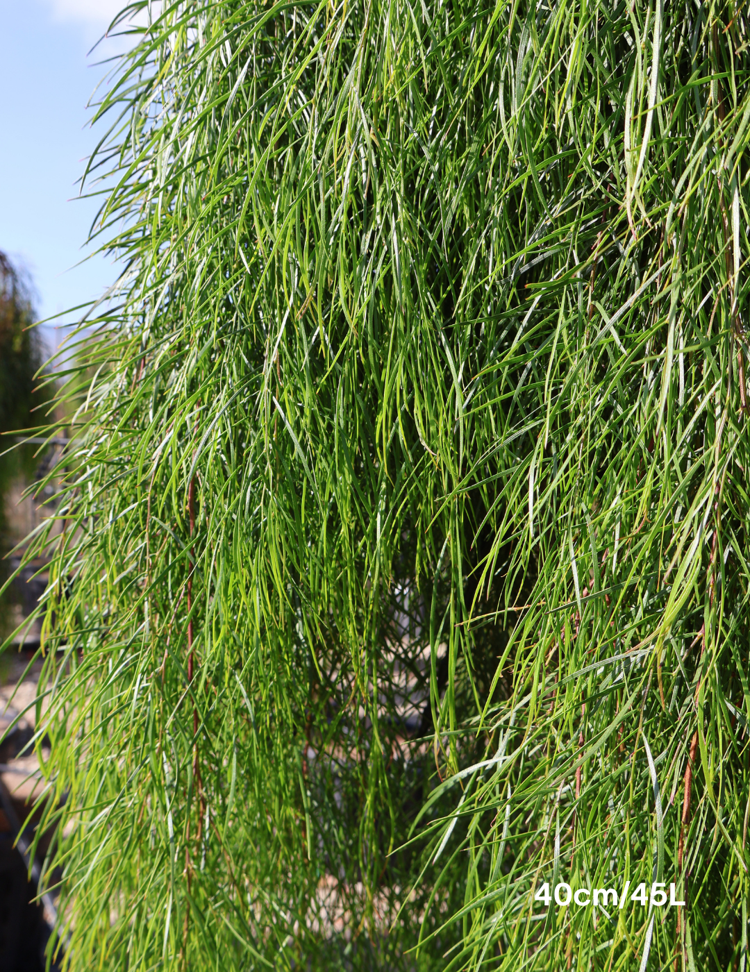 Acacia cognata 'Waterfall' Standard - Wattle - Evergreen Trees Direct