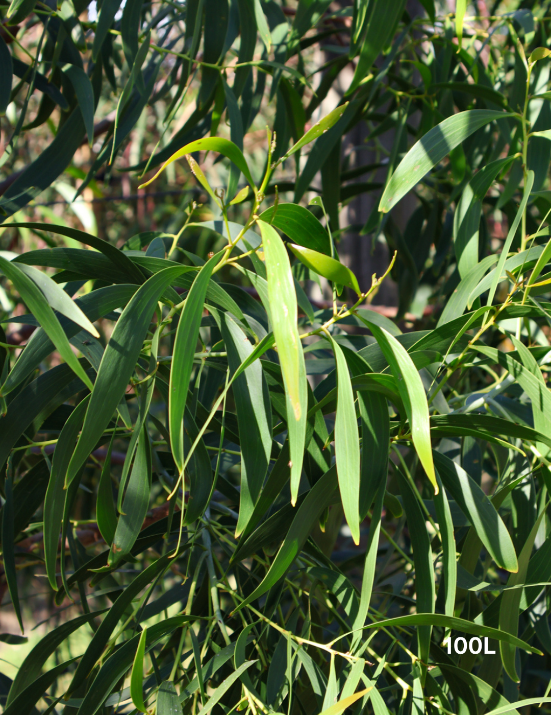 Acacia Implexa - Evergreen Trees Direct