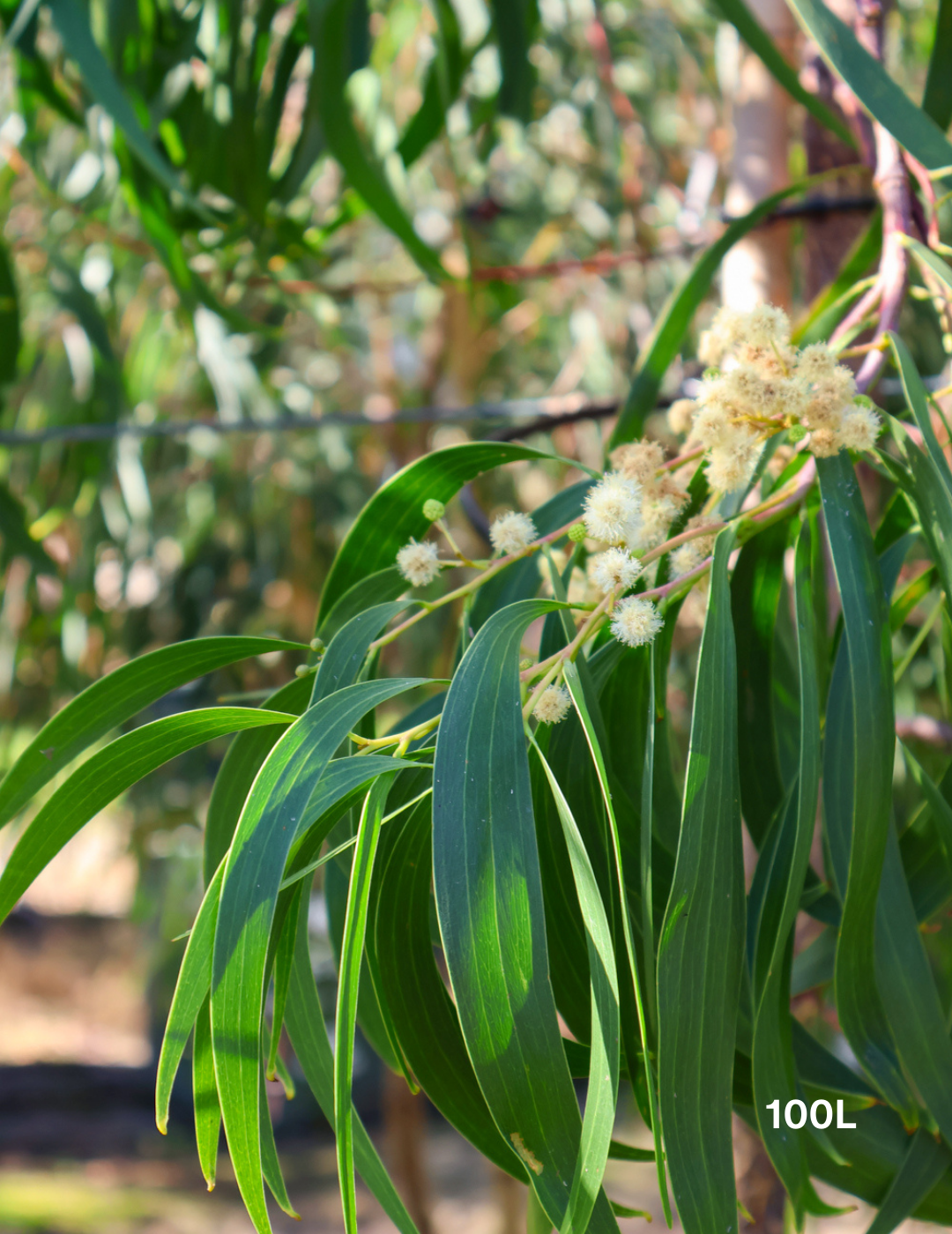 Acacia Implexa - Evergreen Trees Direct