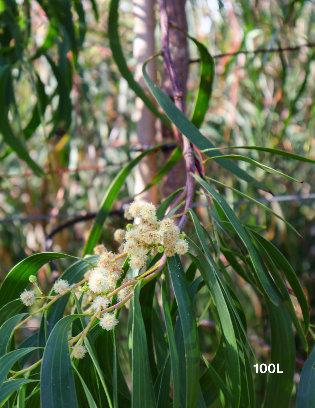 Acacia Implexa - Evergreen Trees Direct