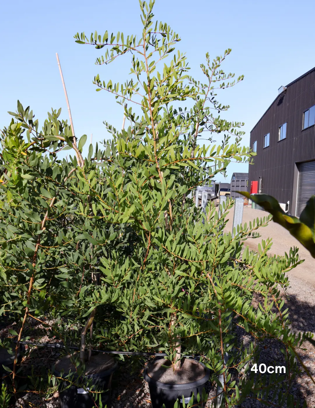 Acacia Longifolia (Sydney Golden Wattle)