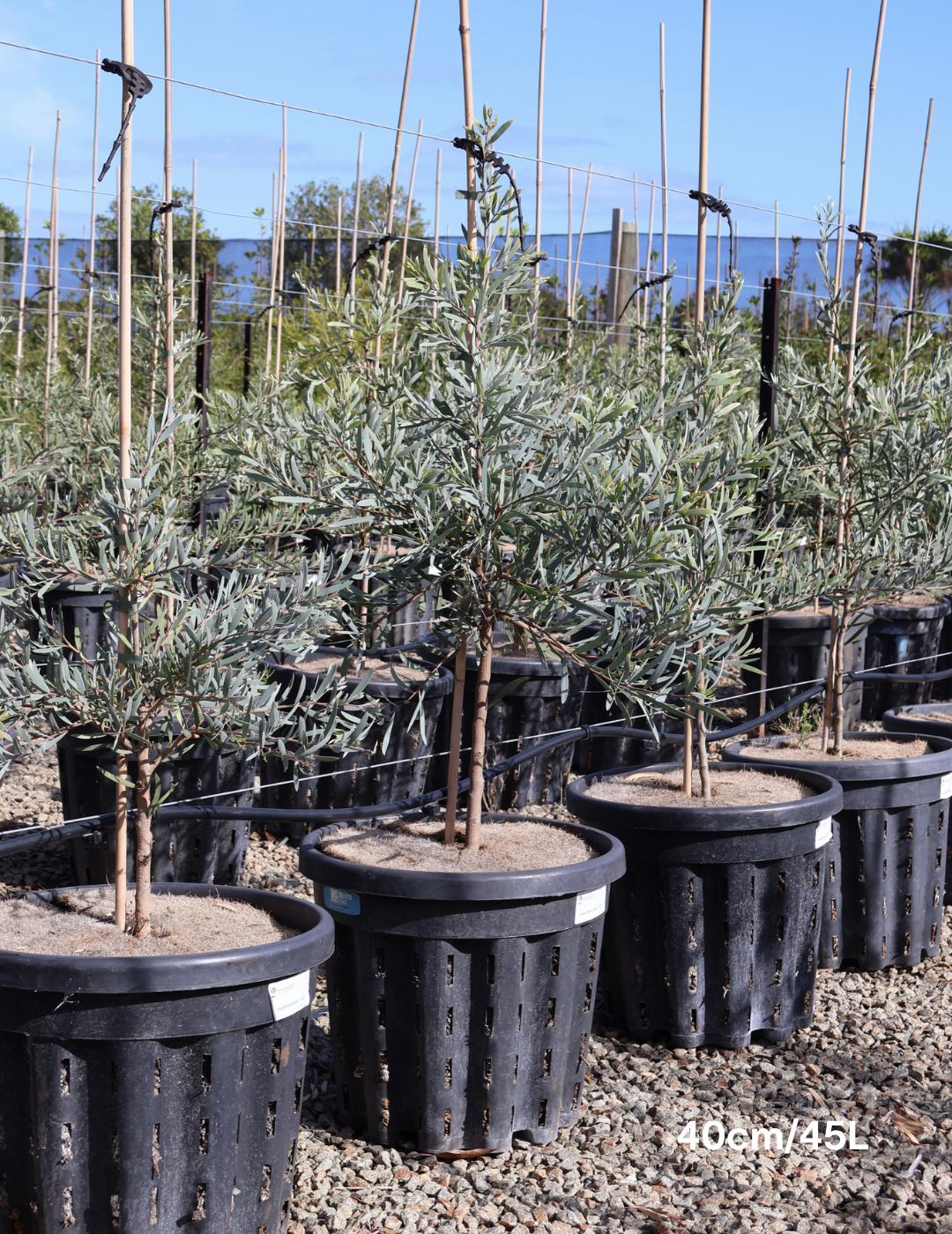 Acacia pendula