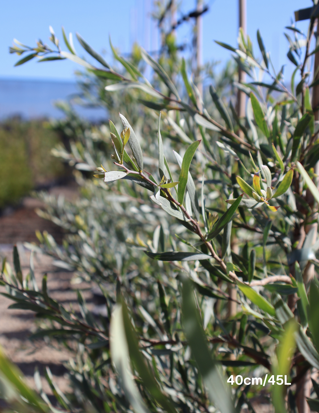 Acacia pendula - Evergreen Trees Direct