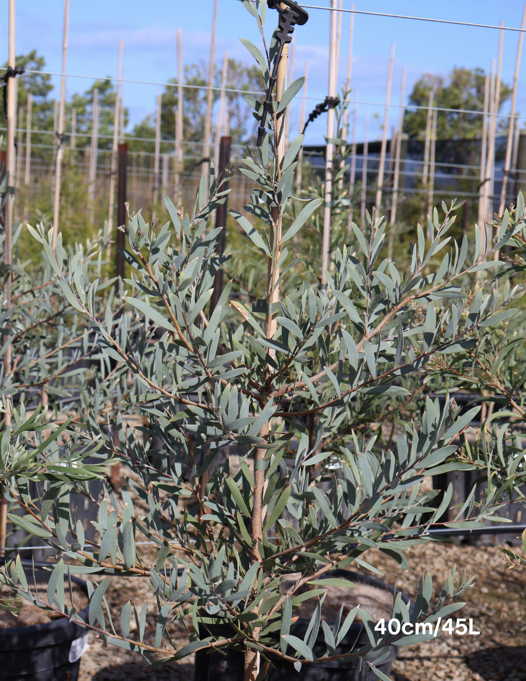 Acacia pendula - Evergreen Trees Direct