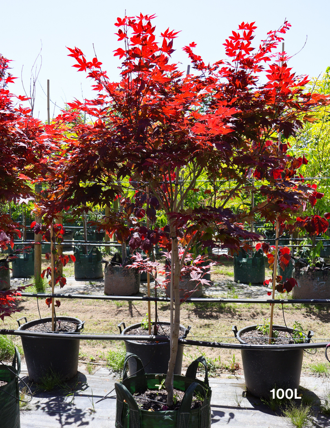 Acer palmatum 'Atropurpureum' - Japanese Maple - Evergreen Trees Direct