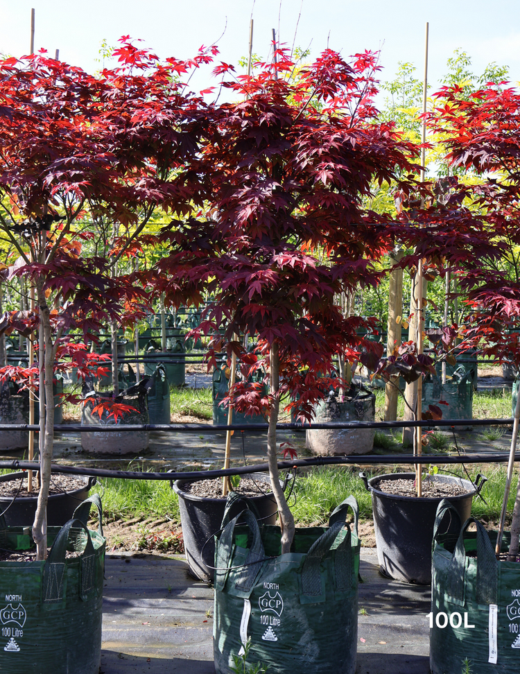 Acer palmatum 'Atropurpureum' - Japanese Maple