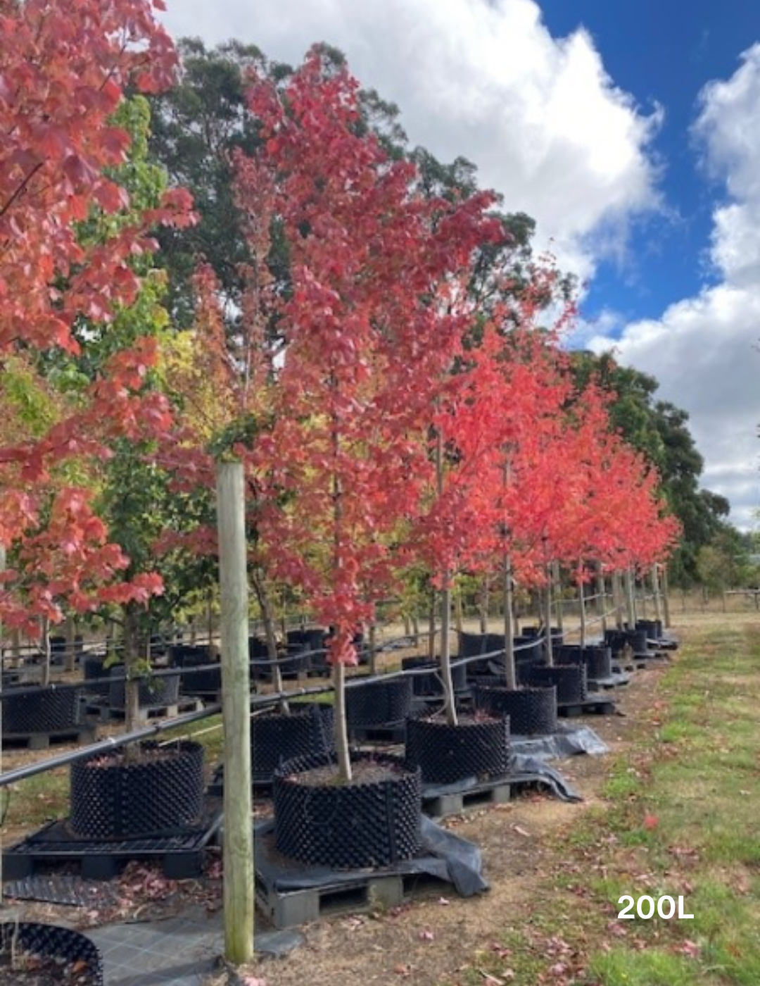 Acer  x freemanii 'Jeffersred' Autumn Blaze - Evergreen Trees Direct