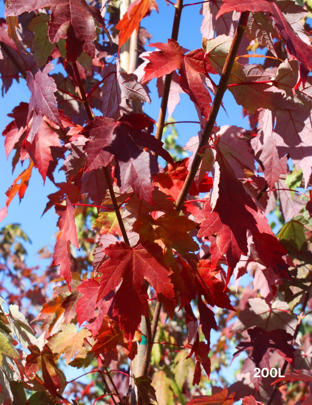 Acer  x freemanii 'Jeffersred' Autumn Blaze - Evergreen Trees Direct