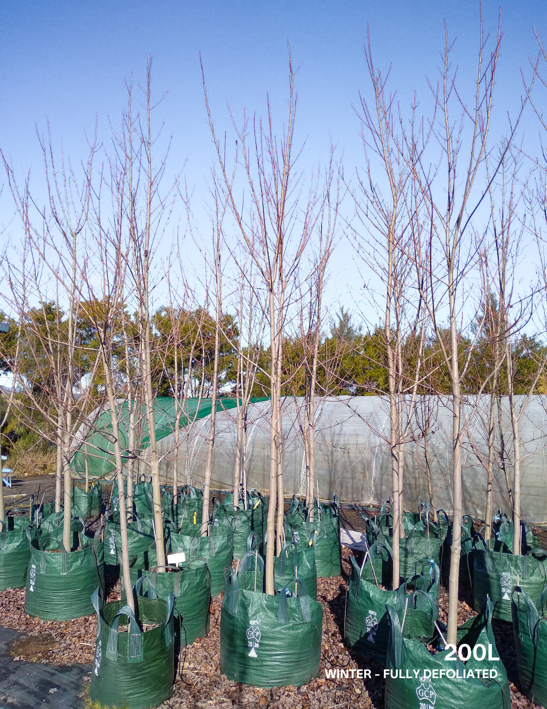 Acer  x freemanii 'Jeffersred' Autumn Blaze - Evergreen Trees Direct