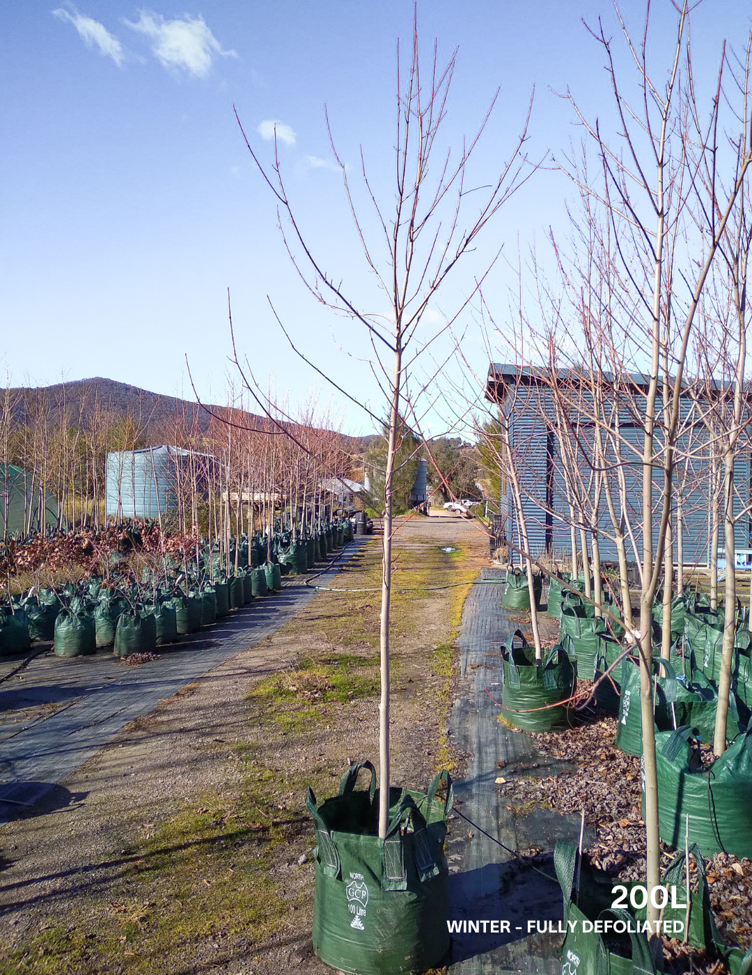 Acer  x freemanii 'Jeffersred' Autumn Blaze - Evergreen Trees Direct