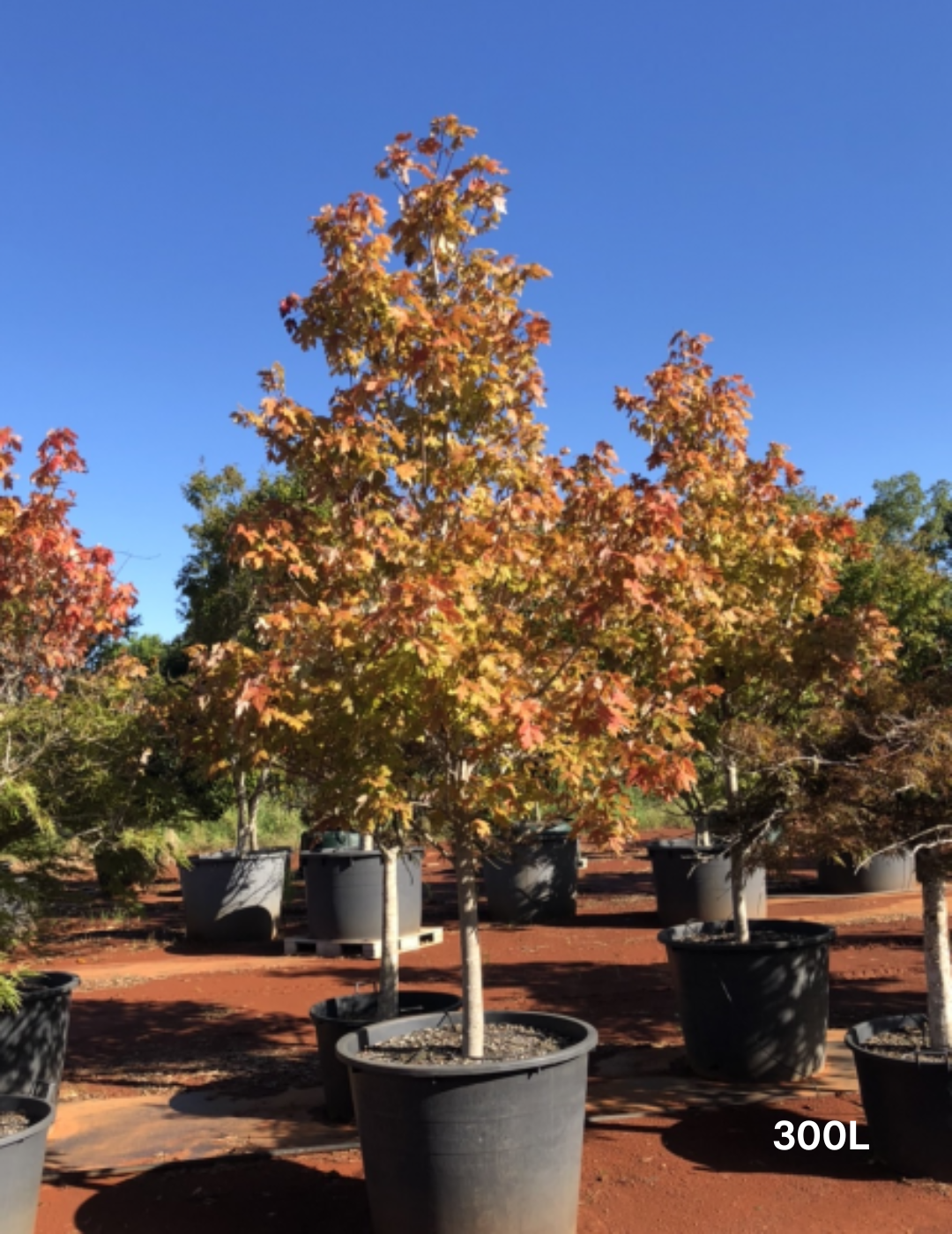 Acer  x freemanii 'Jeffersred' Autumn Blaze - Evergreen Trees Direct