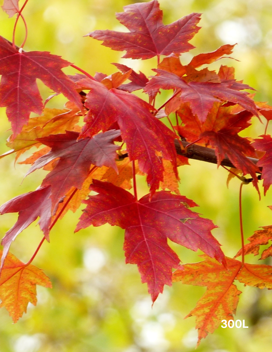 Acer  x freemanii 'Jeffersred' Autumn Blaze - Evergreen Trees Direct