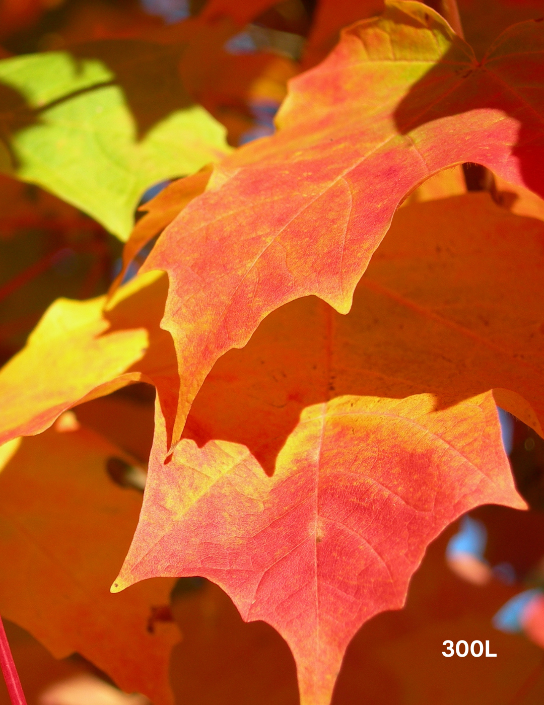 Acer  x freemanii 'Jeffersred' Autumn Blaze - Evergreen Trees Direct