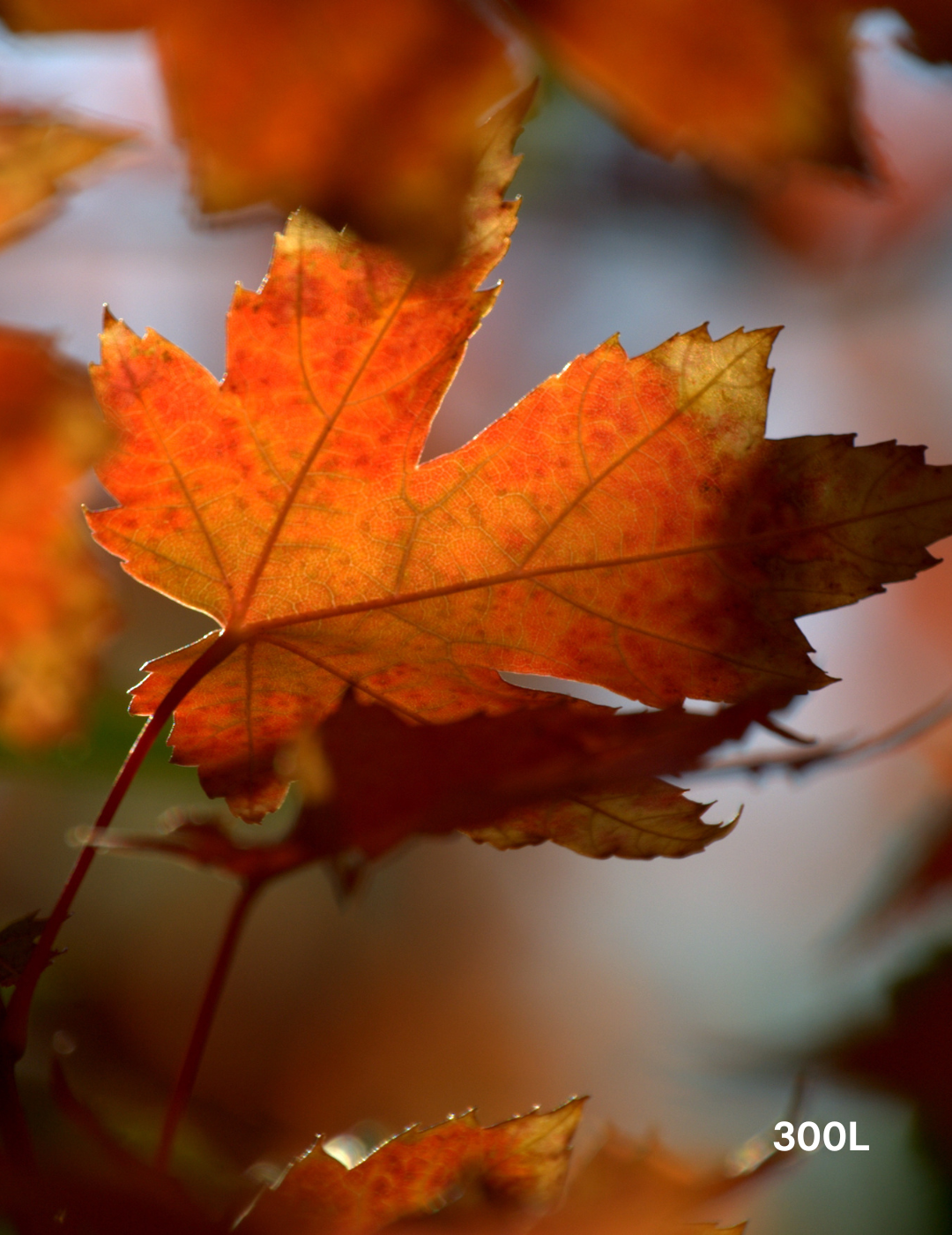 Acer  x freemanii 'Jeffersred' Autumn Blaze - Evergreen Trees Direct