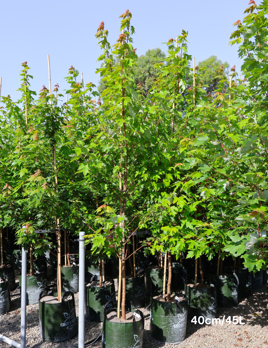 Acer  x freemanii 'Jeffersred' Autumn Blaze - Evergreen Trees Direct