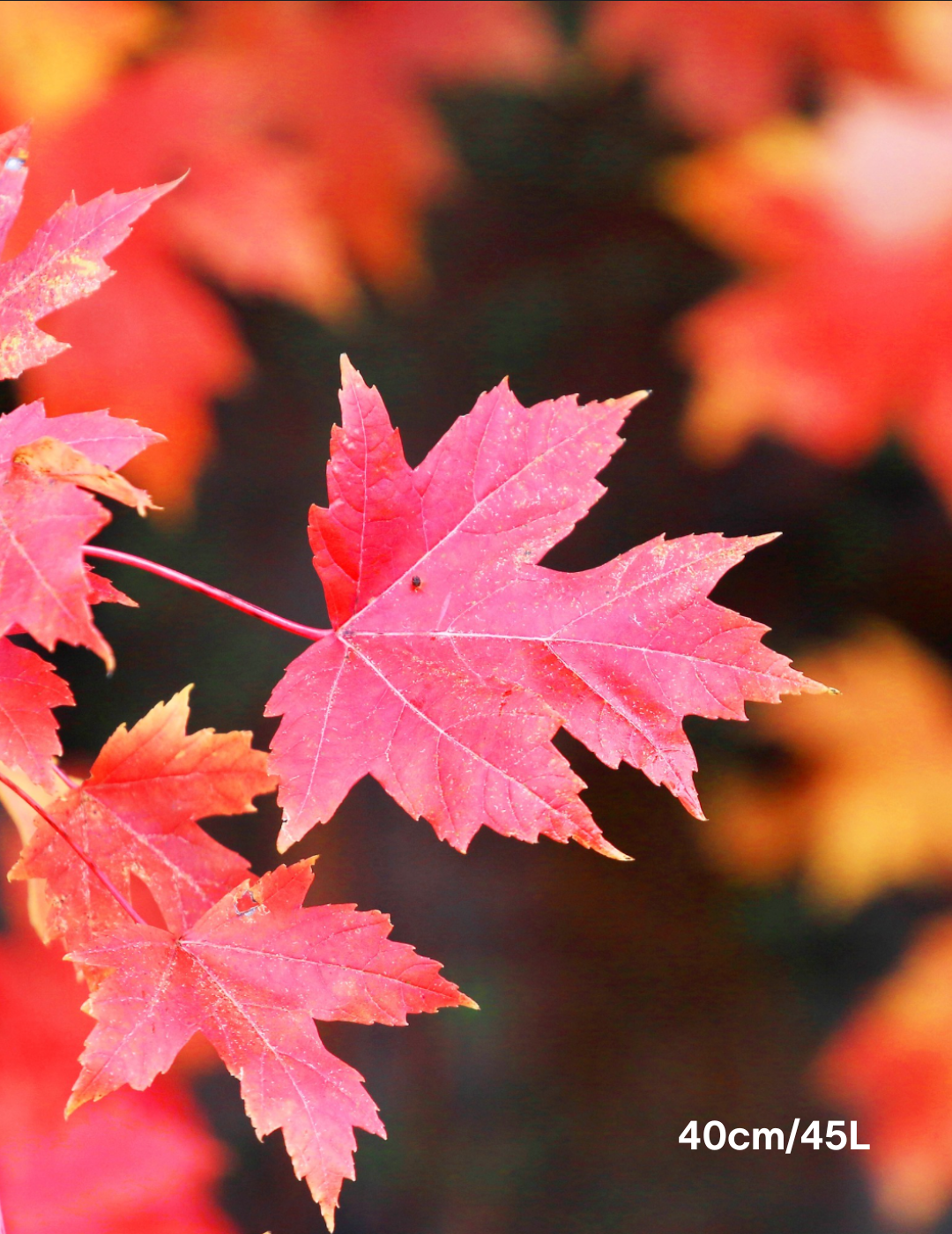 Acer  x freemanii 'Jeffersred' Autumn Blaze - Evergreen Trees Direct