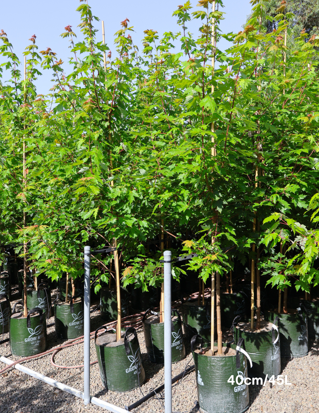 Acer  x freemanii 'Jeffersred' Autumn Blaze - Evergreen Trees Direct