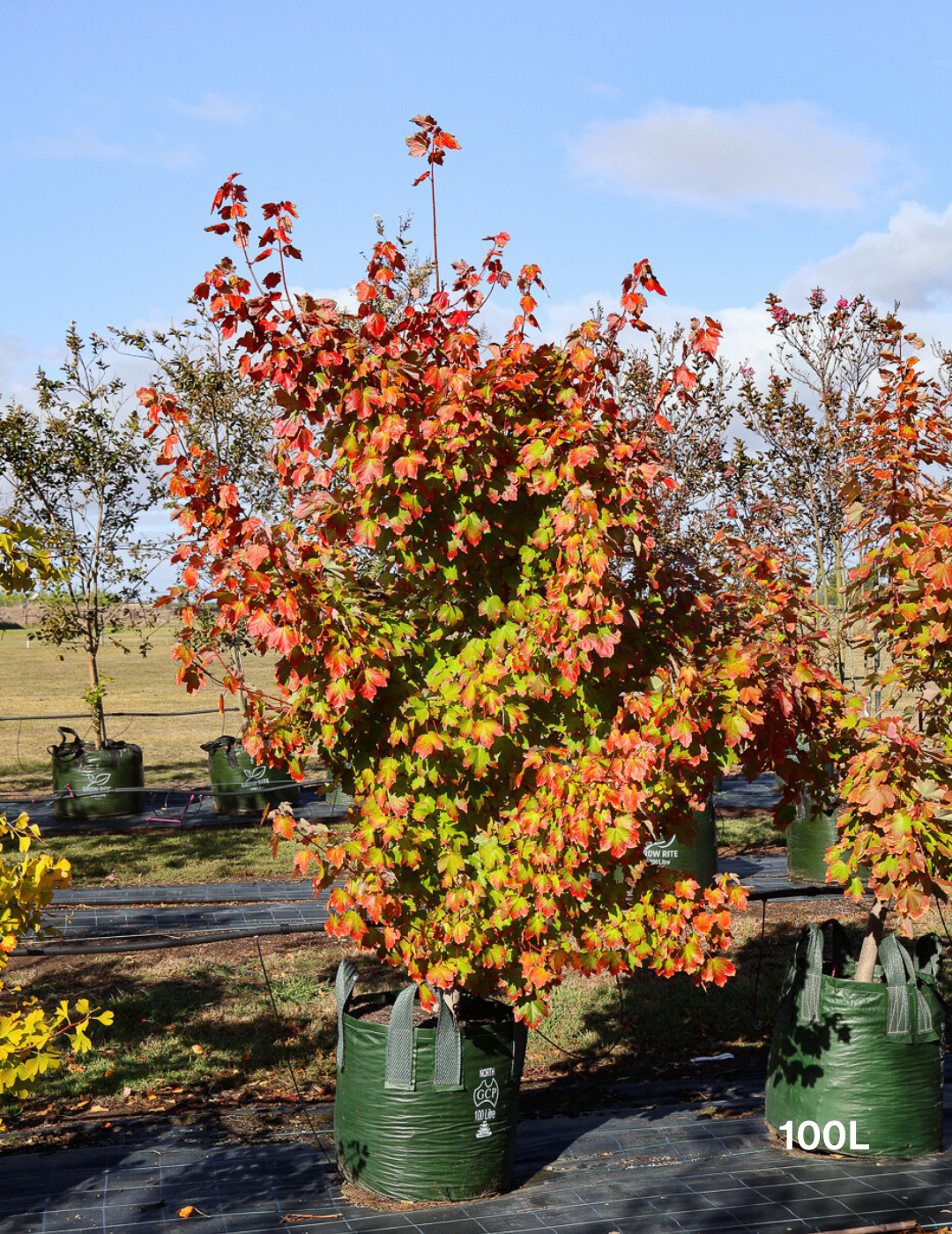 Acer rubrum 'Autumn Red' - Canadian Maple - Evergreen Trees Direct