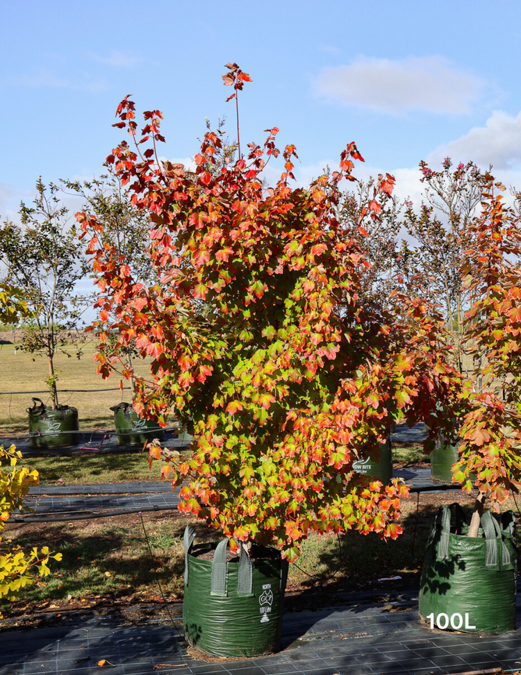 Acer rubrum 'Autumn Red' - Canadian Maple
