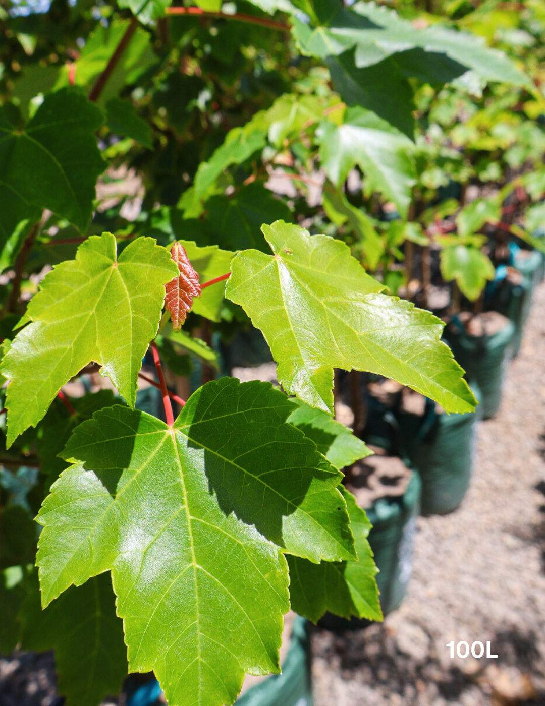 Acer rubrum 'Autumn Red' - Canadian Maple - Evergreen Trees Direct