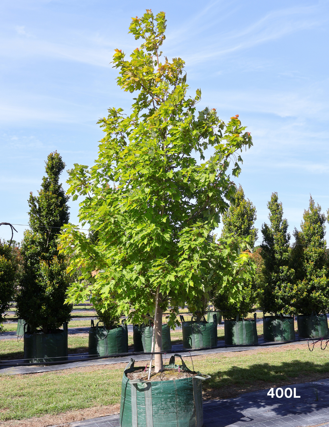 Acer rubrum 'Autumn Red' - Canadian Maple - Evergreen Trees Direct