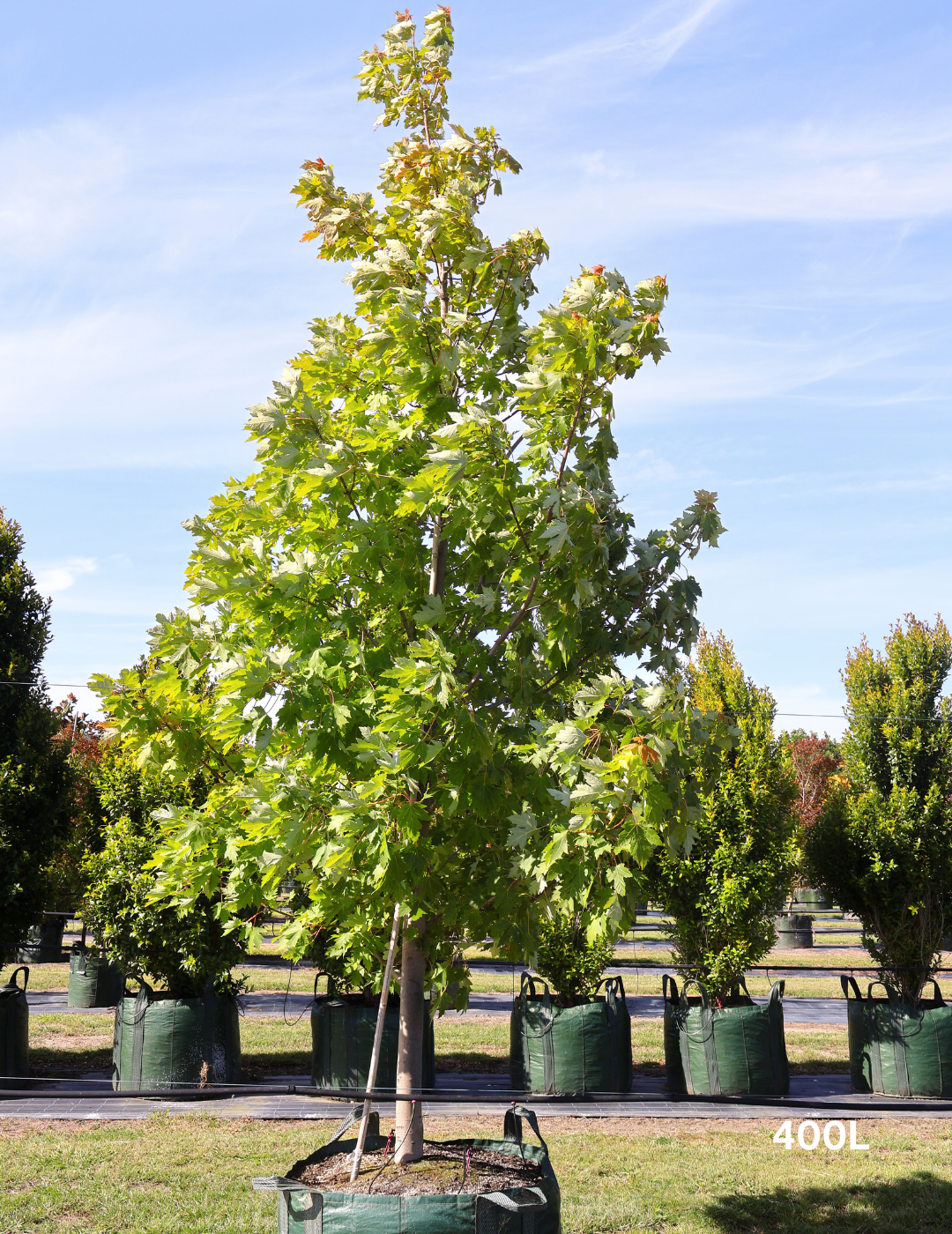 Acer rubrum 'Autumn Red' - Canadian Maple - Evergreen Trees Direct