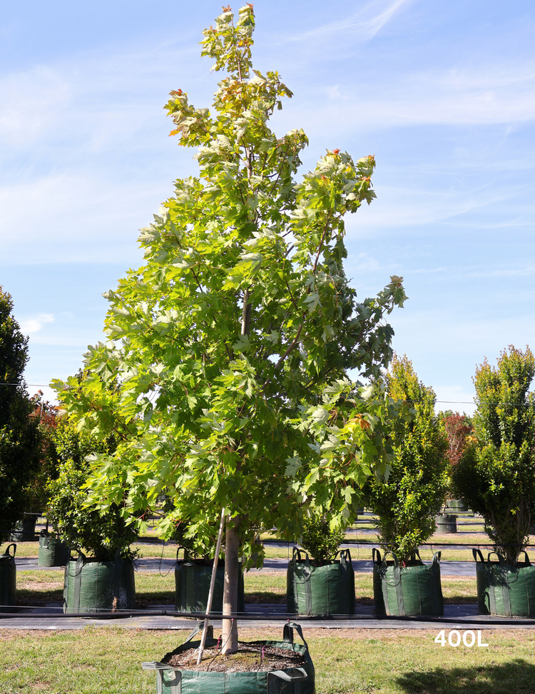 Acer rubrum 'Autumn Red' - Canadian Maple