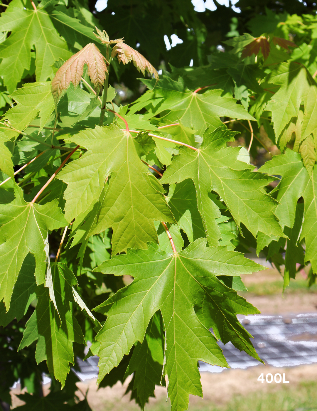 Acer rubrum 'Autumn Red' - Canadian Maple